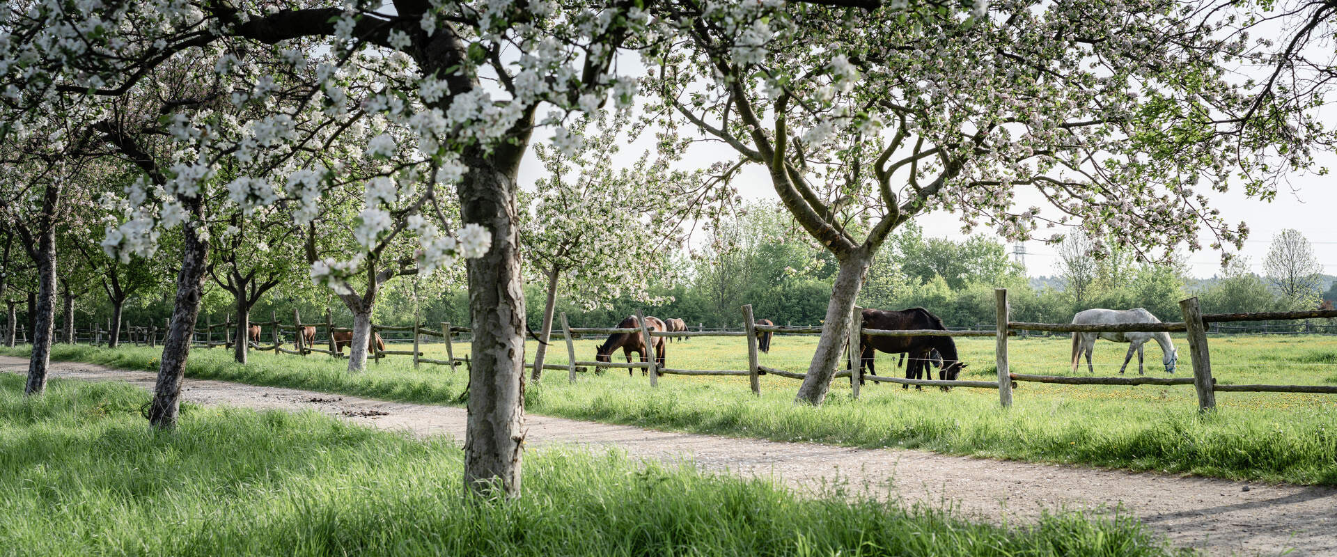 Pferdekoppel im Grünen mit weißen und dunklen Pferden
